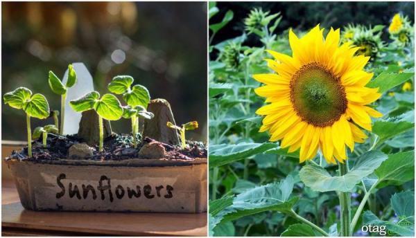 روش پرورش و رشد گل آفتابگردان در خانه
